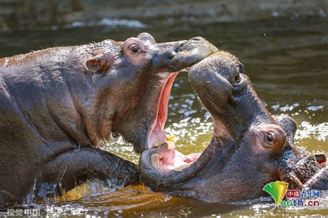 瀋陽動物動物在哪裏：瀋陽動物園的動物們是否都在自己的家園中？